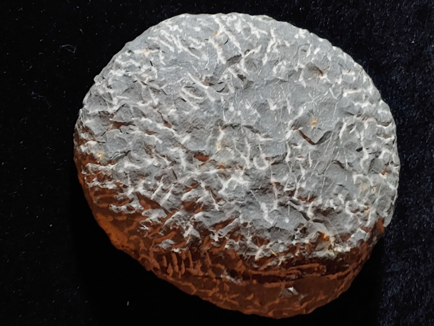 Acanthopyge trilobite 4.5" x 4"