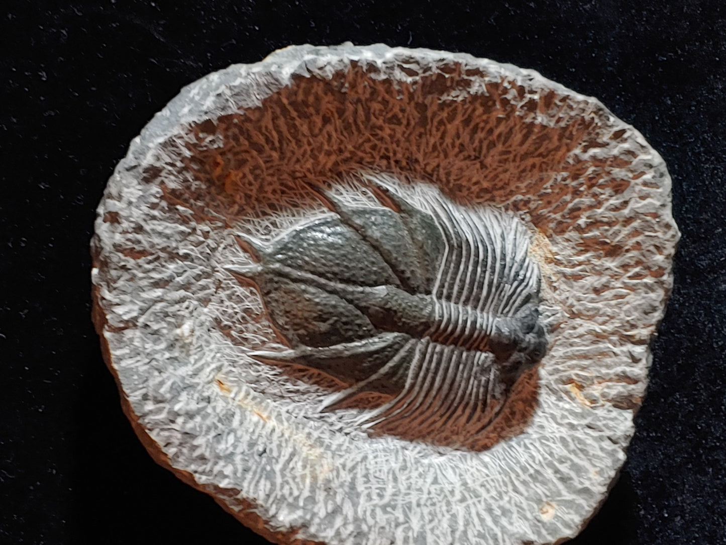 Acanthopyge trilobite 4.5" x 4"