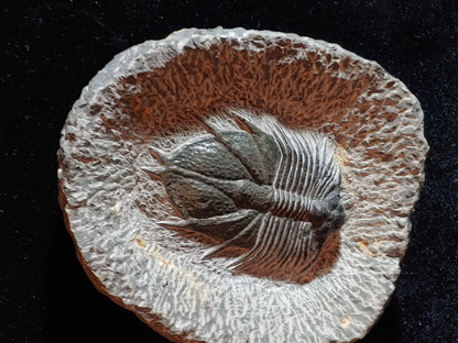 Acanthopyge trilobite 4.5" x 4"