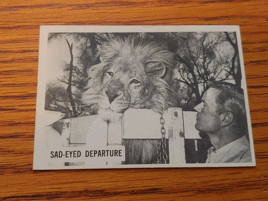 1966 Pet Command Daktari Puzzle card #12 with a Swahili to Engish word.