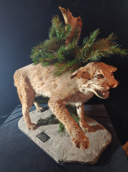REDUCED! Bobcat Taxidermy Full Mount Wildlife Hunting Cabin Beautiful Piece