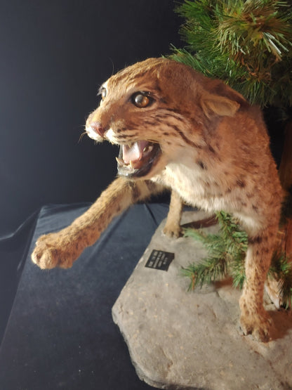 REDUCED! Bobcat Taxidermy Full Mount Wildlife Hunting Cabin Beautiful Piece