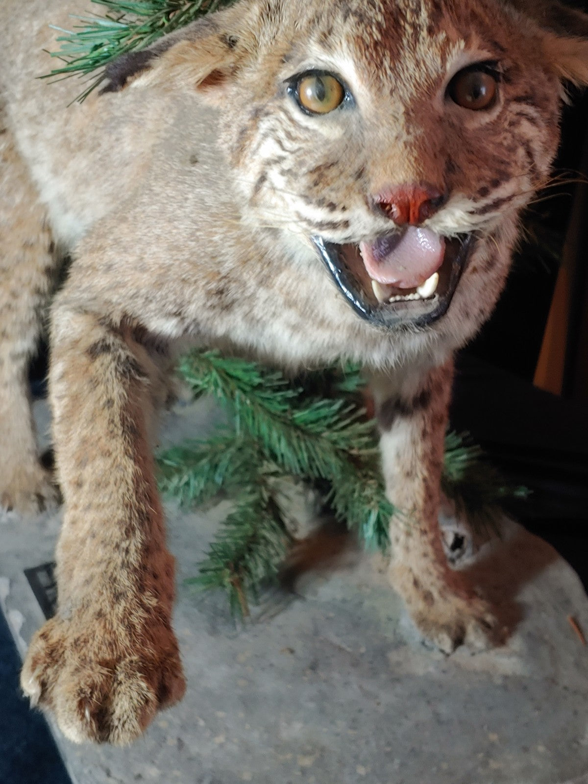 REDUCED! Bobcat Taxidermy Full Mount Wildlife Hunting Cabin Beautiful Piece