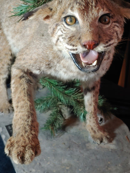 REDUCED! Bobcat Taxidermy Full Mount Wildlife Hunting Cabin Beautiful Piece