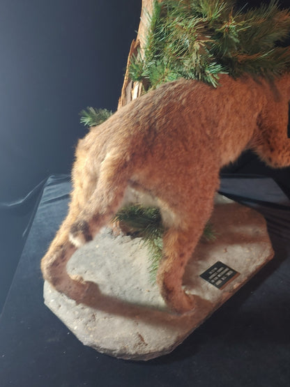 REDUCED! Bobcat Taxidermy Full Mount Wildlife Hunting Cabin Beautiful Piece