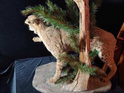 REDUCED! Bobcat Taxidermy Full Mount Wildlife Hunting Cabin Beautiful Piece