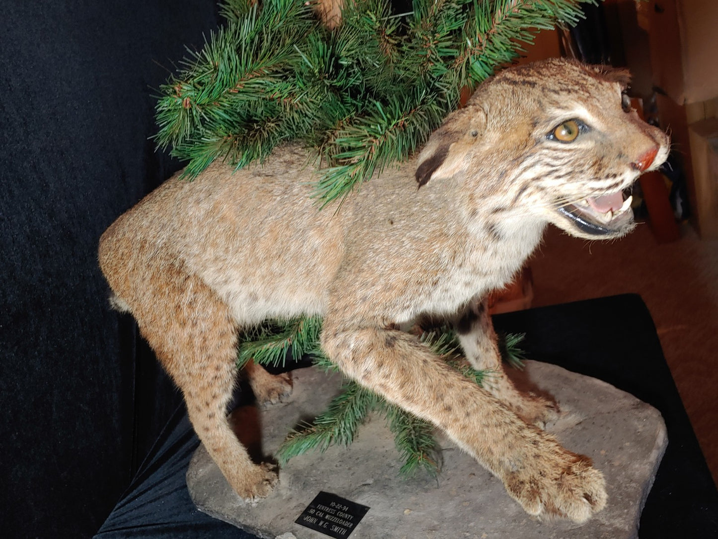 REDUCED! Bobcat Taxidermy Full Mount Wildlife Hunting Cabin Beautiful Piece